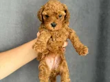 Gerçek Red Brown Mini  Toy Poodle Yavrular