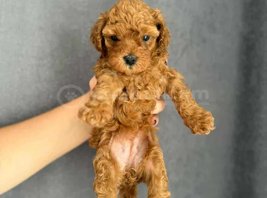 Gerçek Red Brown Mini  Toy Poodle Yavrular görsel