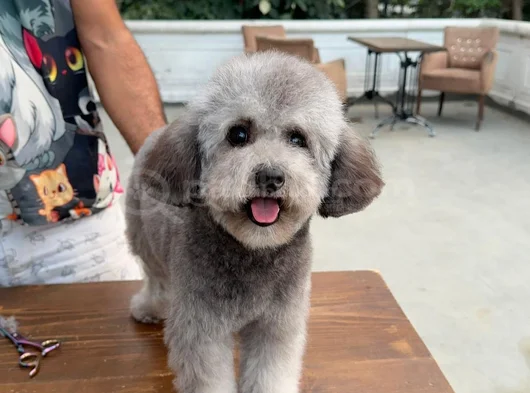 Orji̇nal Maltese Terrier görsel