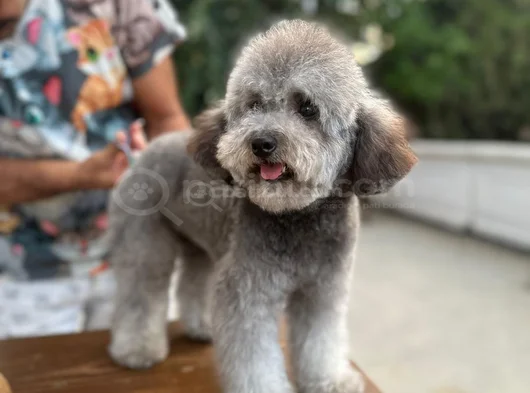 Orji̇nal Maltese Terrier görsel