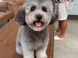 ORJİNAL MALTESE TERRIER