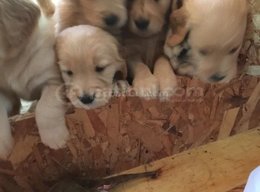 Golden Retriever Yavrularimiz görsel
