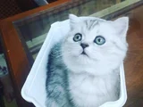 Anne yanından British Shorthair Yavrularımız ziyarete açık