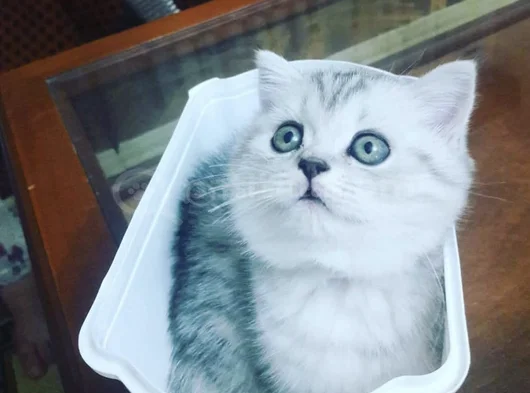 Anne Yanından British Shorthair Yavrularımız Ziyarete Açık
