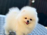 Orji̇nal Pomerani̇an Boo Sağlikli Yavrular