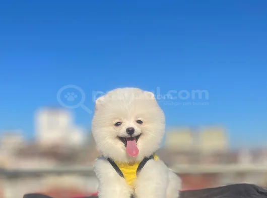 Orji̇nal Pomerani̇an Boo Sağlikli görsel