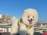Orji̇nal Pomerani̇an Boo Sağlikli