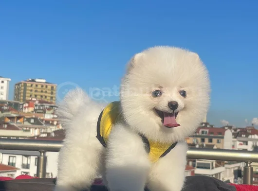 Orji̇nal Pomerani̇an Boo Sağlikli görsel