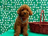 ORJİNAL SAĞLIK GARANTİLİ TOY POODLE