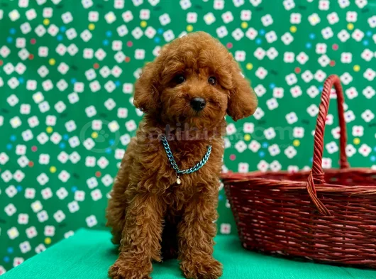 Orji̇nal Sağlik Garanti̇li̇ Toy Poodle
