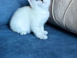 Anne Yanından British Shorthair Yavrularımız Ziyarete Açık