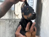 King doberman yavrular