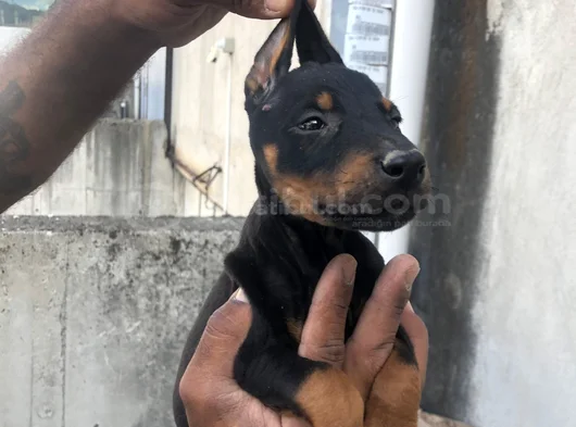 King Doberman Yavrular