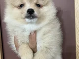 Ayı Surat Pomerani̇an Booo