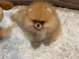 Boo Surat Garantili Orjina Pomeranian