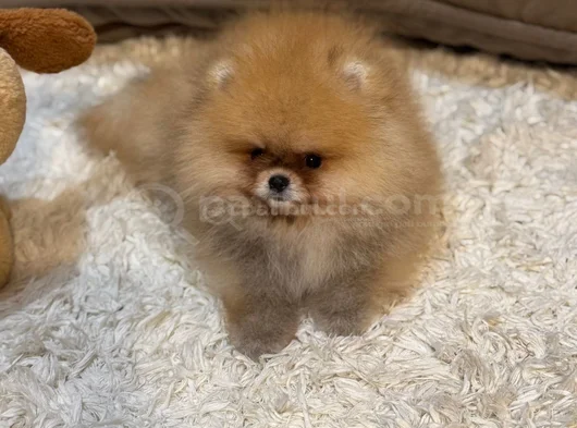 Boo Surat Garantili Orjina Pomeranian görsel