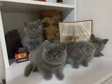 Top kafa safkan British bebekler bugüne özel