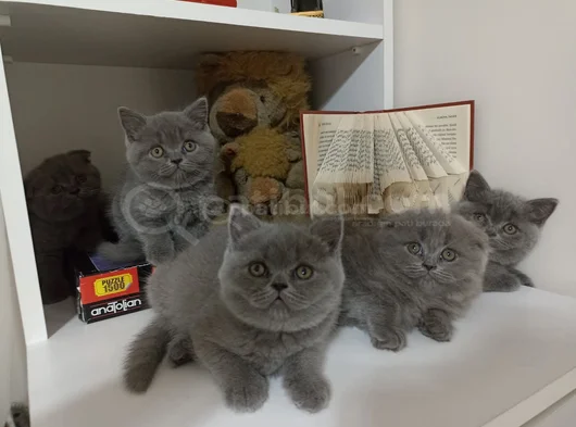 Top Kafa Safkan British Bebekler Bugüne Özel
