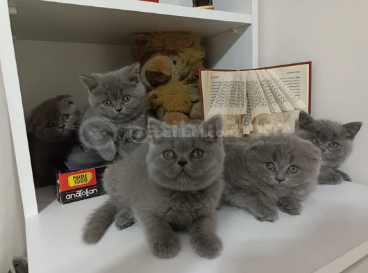 Top Kafa Safkan British Bebekler Bugüne Özel görsel