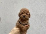 A Plus Sevimli Toy Poodle Yavrularımız