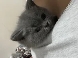 2 Aylık British Shorthair Kedim İçin Yuva Arıyorum