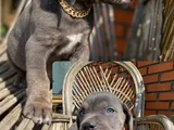 Canecorsa Safkan Bebekler