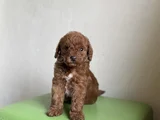Bİ COLOUR NADİR RENK TOY POODLE BEBEĞİMİZ