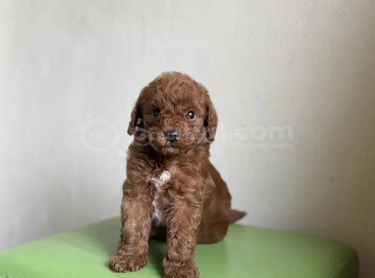 Bi̇ Colour Nadi̇r Renk Toy Poodle Bebeği̇mi̇z