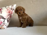 Bi̇ Colour Nadi̇r Renk Toy Poodle Bebeği̇mi̇z