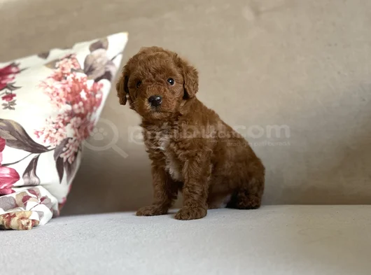 Bi̇ Colour Nadi̇r Renk Toy Poodle Bebeği̇mi̇z görsel