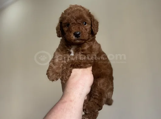 Bi̇ Colour Nadi̇r Renk Toy Poodle Bebeği̇mi̇z görsel