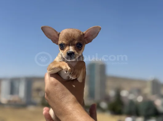 Petmode Köpek Çiftliğinden Tea Cup Chihuahua Yavruları görsel