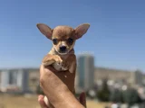 Petmode Köpek Çiftliğinden Tea Cup Chihuahua Yavruları
