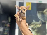 Petmode Köpek Çiftliğinden Tea Cup Chihuahua Yavruları