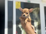 Petmode Köpek Çiftliğinden Tea Cup Chihuahua Yavruları