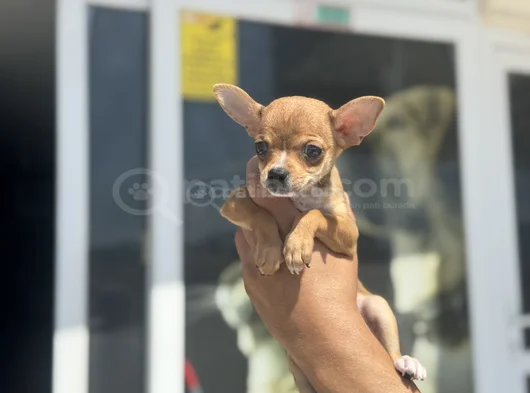 Petmode Köpek Çiftliğinden Tea Cup Chihuahua Yavruları görsel