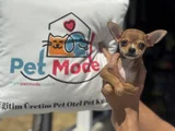 Petmode Köpek Çiftliğinden Tea Cup Chihuahua Yavruları