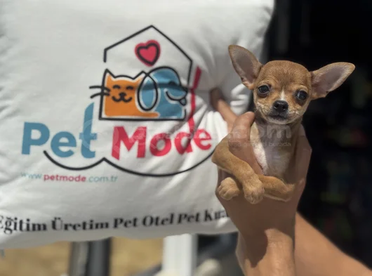 Petmode Köpek Çiftliğinden Tea Cup Chihuahua Yavruları görsel