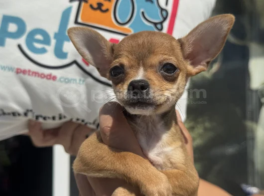 Petmode Köpek Çiftliğinden Tea Cup Chihuahua Yavruları görsel