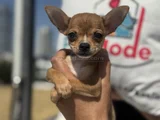 Petmode Köpek Çiftliğinden Tea Cup Chihuahua Yavruları