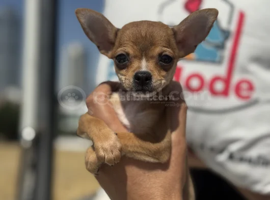 Petmode Köpek Çiftliğinden Tea Cup Chihuahua Yavruları görsel