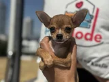 Petmode Köpek Çiftliğinden Tea Cup Chihuahua Yavruları