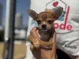 Petmode Köpek Çiftliğinden Tea Cup Chihuahua Yavruları