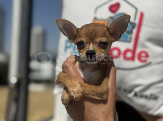 Petmode Köpek Çiftliğinden Tea Cup Chihuahua Yavruları görsel
