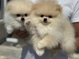 Petmode Köpek Çiftliğinde Ziyarete Açık Pomeranian