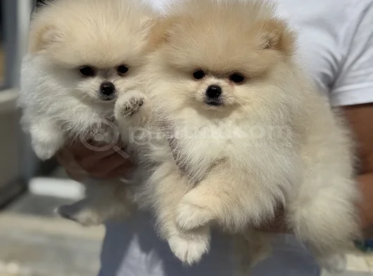 Petmode Köpek Çiftliğinde Ziyarete Açık Pomeranian görsel