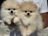 Petmode Köpek Çiftliğinde Ziyarete Açık Pomeranian