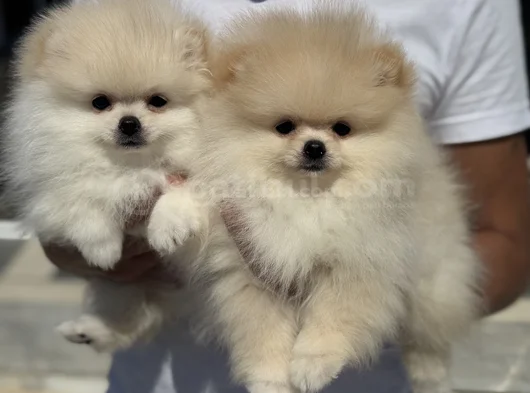 Petmode Köpek Çiftliğinde Ziyarete Açık Pomeranian görsel