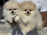 Petmode köpek çiftliğinde ziyarete açık pomeranian