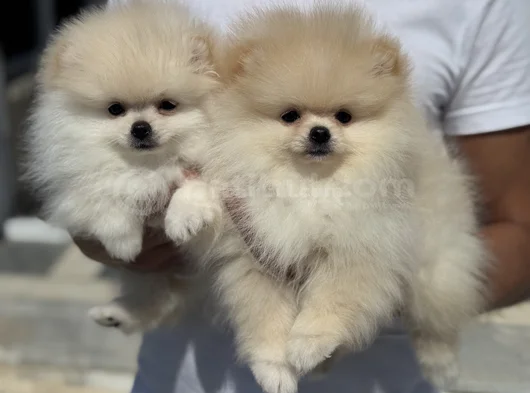 Petmode Köpek Çiftliğinde Ziyarete Açık Pomeranian